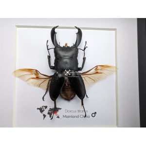 DORCUS TITANUS